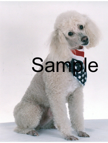 POON09.jpg